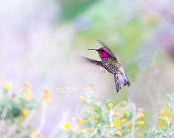 Hummingbird photo, pastel colors, nature decor, bird photography, wildlife photography, hummingbird art, fine art wall decor