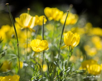 Poppies, yellow flowers, Elegant wall art,  nursery decor, flower photography, field of flowers, macro flower, fine art photography print.