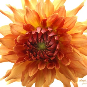 Orange Dahlia print, flower canvas wall art, Large Flower Photo, Floral Boho wall art, Orange and White flower print,