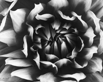 Black and White flower photo print, botanical wall art ,Boho decor, nursery decor,  flower photo,