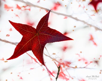 Red and White, Star shaped, Red  Leaf, Fall decor, Winter Decor, autumn wall art, Christmas colors, fine art photography print