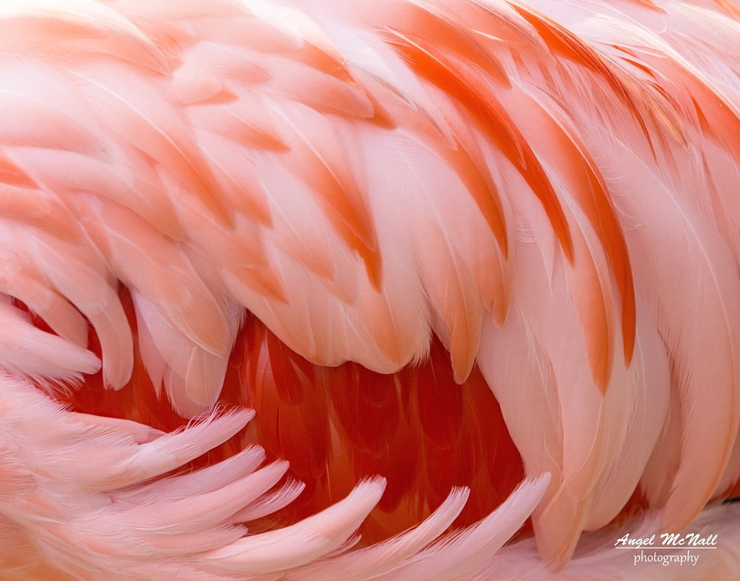 Different shades of flamingo pink feathers For sale as Framed Prints,  Photos, Wall Art and Photo Gifts