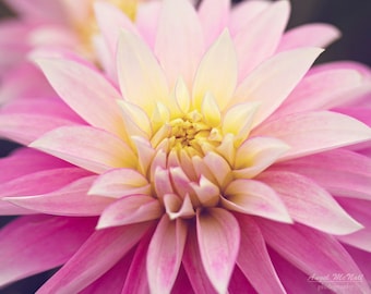 Pink Dahlia, girls room, nursery decor, flower photography, Nature, garden, floral, decor, pastel color, pink,  fine art photography print