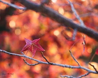 Fall decor, Orange and Red leaves, Fine art photography print,  autumn art, Thanksgiving, fall foliage, warm colors, wall art, nature decor