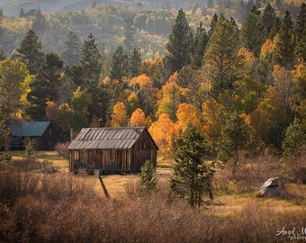 May include: A rustic wooden cabin with a gabled roof sits in a clearing surrounded by trees with vibrant fall foliage. The cabin is made of weathered wood and has a simple design. The trees in the background are a mix of green, yellow, and orange.