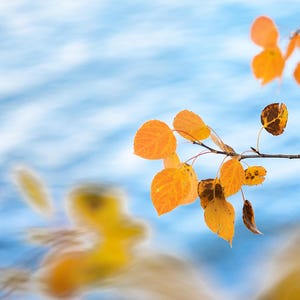 Aspen Leaves Wall Art, Soft Blue and Gold Nature Print, Statement Decor image 2