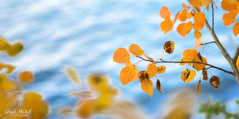 Aspen Leaves Wall Art, Soft Blue and Gold Nature Print, Statement Decor image 2