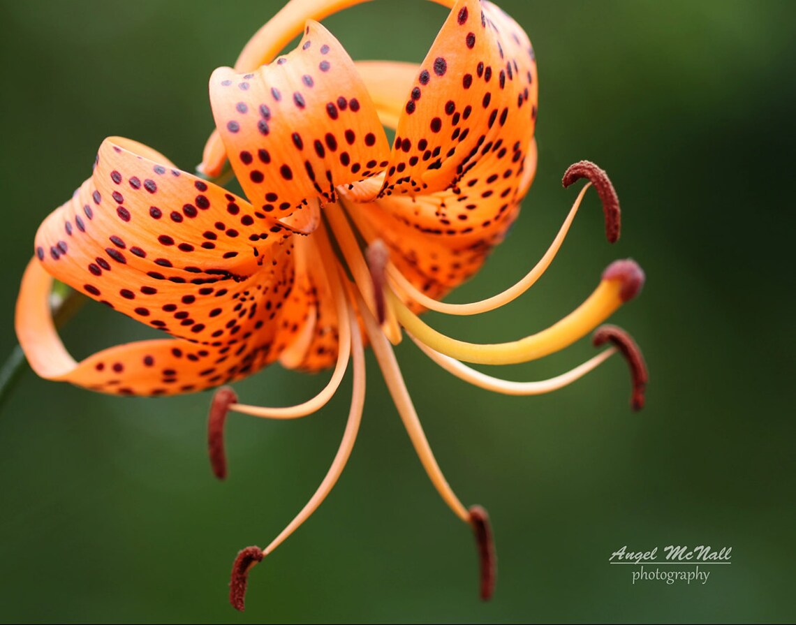 Orange Tiger Lily, Flower Photography, Fine Art Photography Print