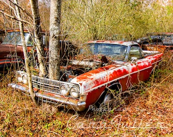 Photograph of a 1969 Ford Ranchero with Trees Growing in it
