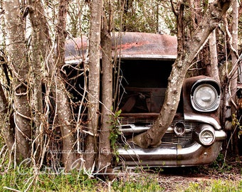 Photograph of a 1957 Chevy Bel Air with a Tree growing out of the front grill