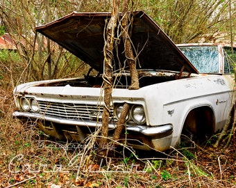 Photograph of a 1966 White Chevy Impala with a tree through the front clip