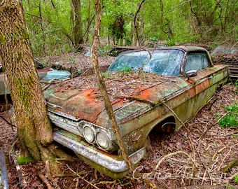 Photograph of a 1962 Chevy in the Woods with a tree Growing over the Bumper