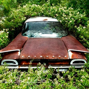 Photograph of a 1960 Ford Fairlane Shrouded in Honey Suckle