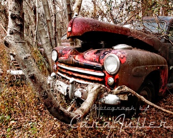 Photograph of a Red Late 1947 - 1948 Ford Sedan with a Tree growing out of the bumper