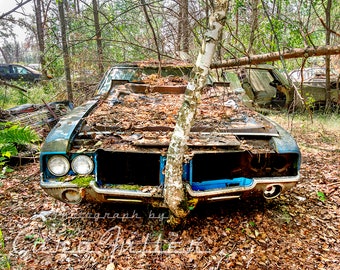 Photograph of a Blue 1971-1972 Oldsmobile Cutlass in the Woods with a Tree Growing in the bumper