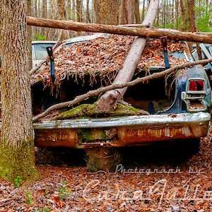 Photograph of a 1967 Ford Fairlane in the Woods with a Tree growing in it