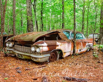 Photograph of a 1960 Pink Cadillac in woods