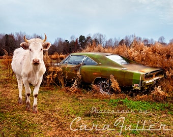 Photograph of a 1969 Green Dodge Charger with a White Cow