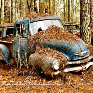Photograph of a 1954 Blue Chevy Truck under Pine Trees