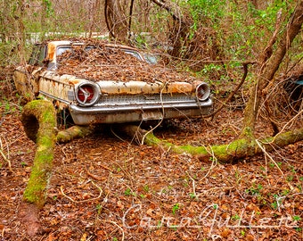 Photograph of a 1963 Ford Galaxie in the Woods with a Tree Growing under it