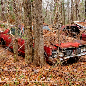Photograph of a Red 1967 - 1968 Mercury Cougar by a Tree in the Woods