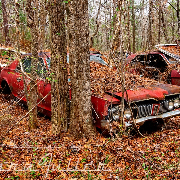 Photograph of a Red 1967 - 1968 Mercury Cougar by a Tree in the Woods