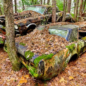 Photograph of a 1965 & 1966 Ford Mustang Stacked in the woods and covered in moss