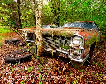 Photograph of a 1965 Cadillac in the Woods By a Tree
