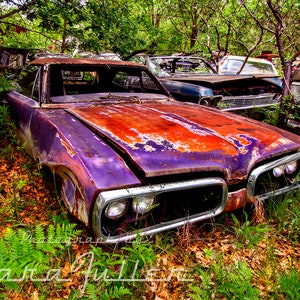 May include: A rusty purple car with a faded orange hood sits in a field of green grass and ferns. The car is missing its windshield and has a few other missing parts.