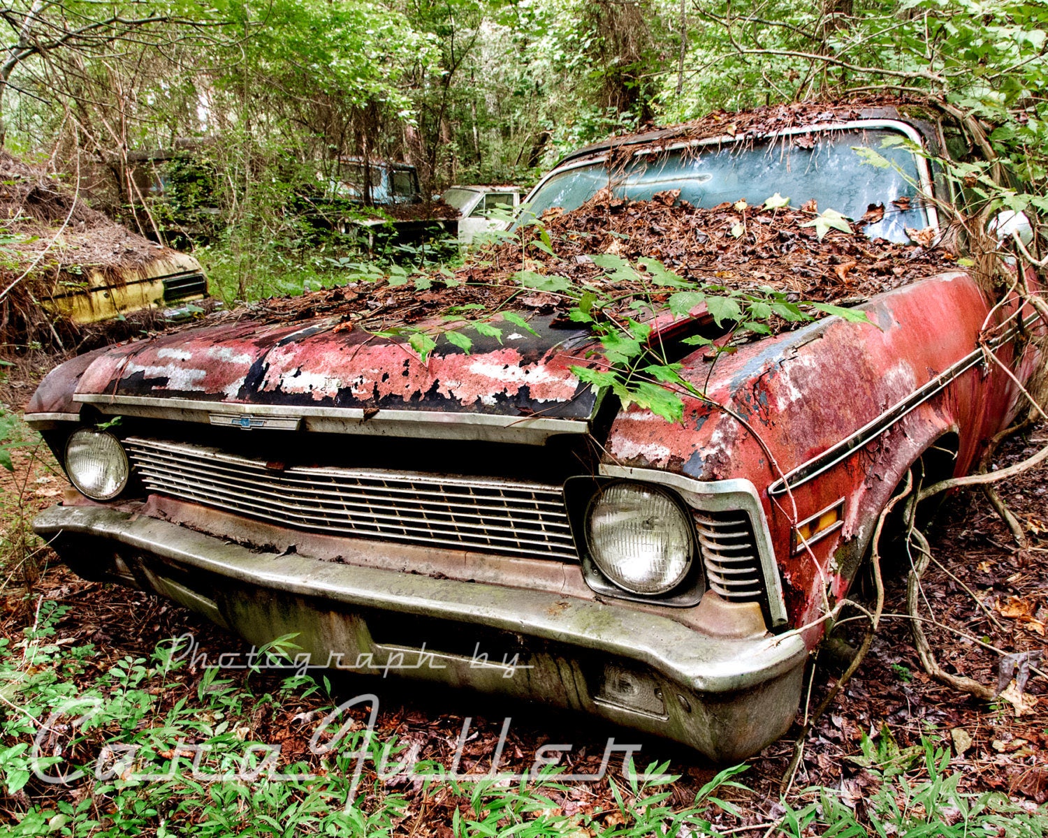 Photograph of a Red 1971 1972 Chevy Nova in the Woods - Etsy