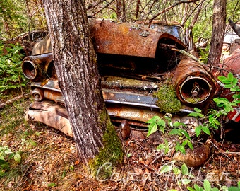 Photograph of a rusty 1952 Ford in the woods with a Tree Growing near the Bumper