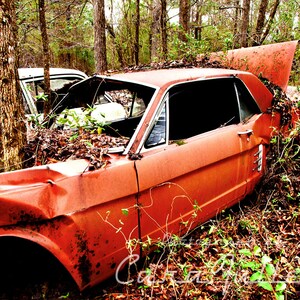 Photograph of a red 1966 Ford Mustang Coupe with a Tree Growing Through it