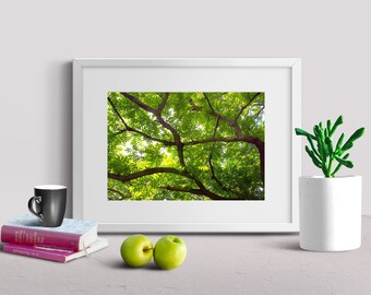 Bright Walnut Tree