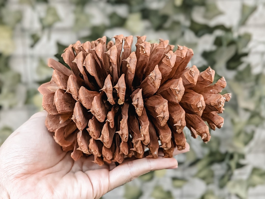 Large Jeffrey Pine Cones 56.5 Single or Bulk Etsy