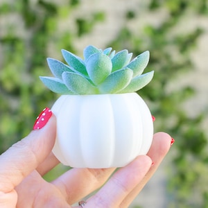 Puede incluir: Un pequeño macetero de calabaza de cerámica blanca con una planta suculenta verde en su interior.