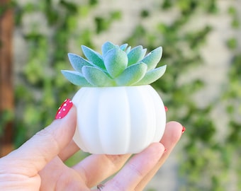Pumpkin 3D Printed Succulent Planter Indoor Plant Pot