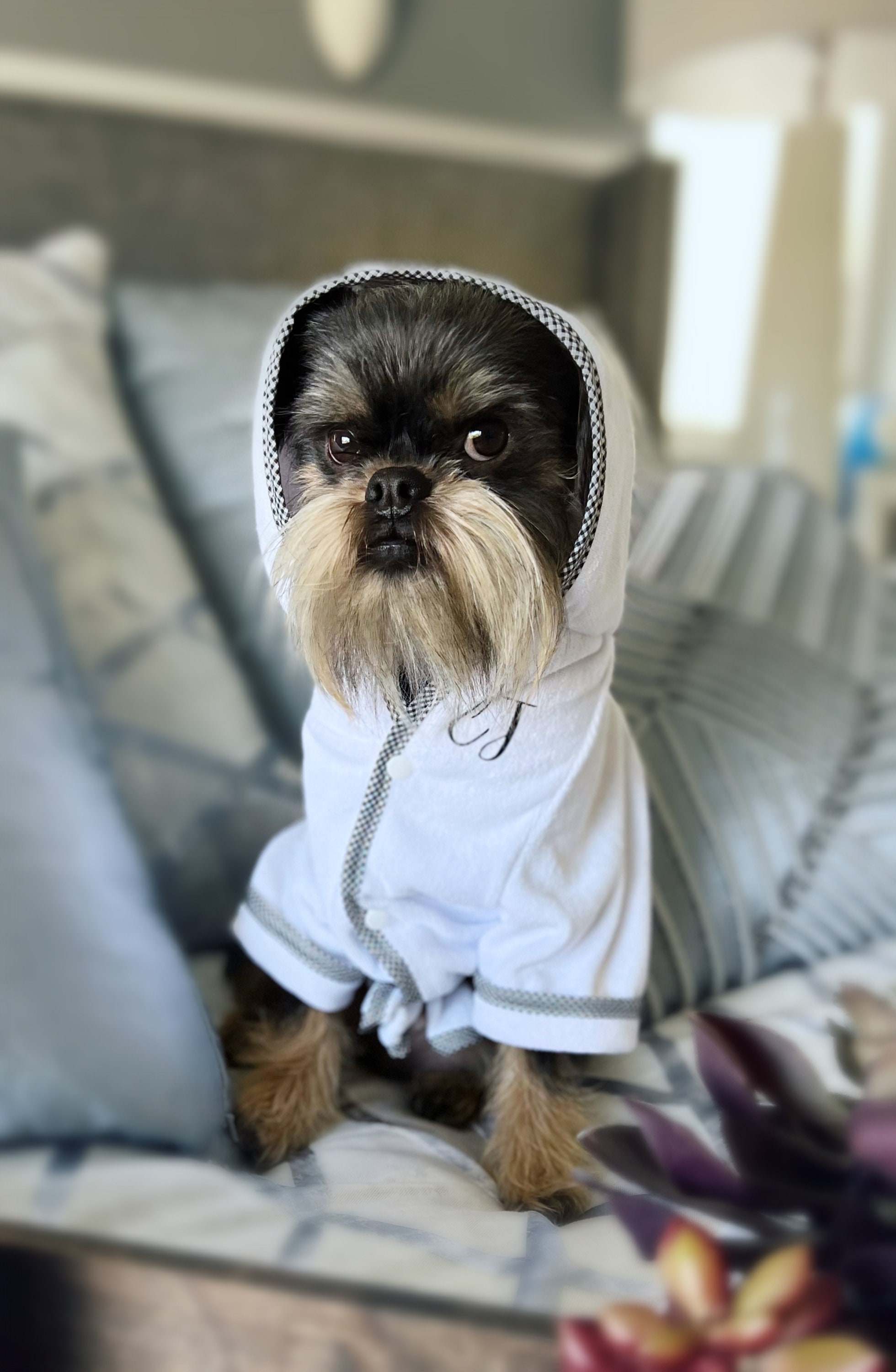 dog in a robe