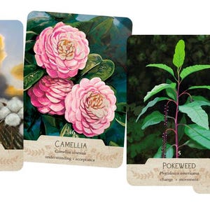 May include: Four oracle cards featuring botanical illustrations. The cards depict cotton, camellia flowers, pokeweed, and a magnolia flower. Each card has a decorative border and text identifying the plant and associated keywords.