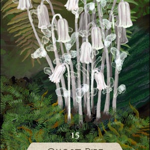 May include: An illustration of Ghost Pipe flowers, Monotropa uniflora, with white bell-shaped blooms and translucent stems. The image has a natural, ethereal quality, set against a backdrop of green foliage. The card also includes the number 15 and the words "reliance" and "friendship".