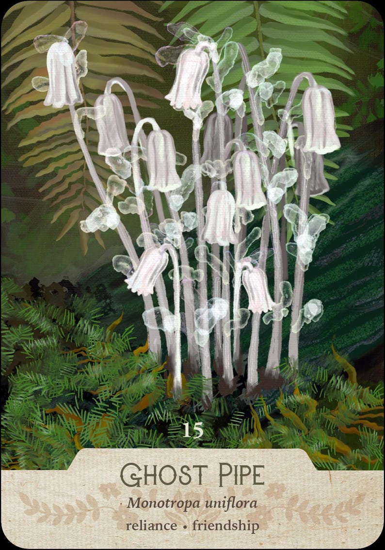 May include: An illustration of Ghost Pipe flowers, Monotropa uniflora, with white bell-shaped blooms and translucent stems. The image has a natural, ethereal quality, set against a backdrop of green foliage. The card also includes the number 15 and the words "reliance" and "friendship".