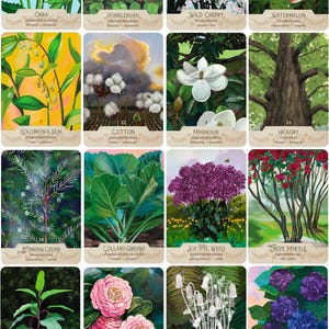 May include: A collection of botanical oracle cards featuring various plants and flowers. Each card displays a detailed illustration of a plant, along with its name and a brief description. The cards include images of Hellebore, Cypress, Periwinkle, and more.