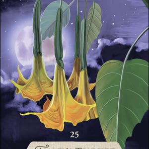 May include: An illustration of an Angel's Trumpet card. The image features several yellow, trumpet-shaped flowers hanging from a green stem, with large green leaves. The background is a dark blue night sky with a full moon and the number 25.