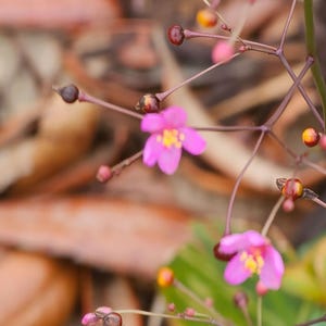 May include: A delicate plant featuring small, vibrant pink flowers with bright yellow centers, interspersed with numerous tiny, round, dark brown and reddish seed pods on thin, branching, dark purple stems against a blurred natural backdrop.