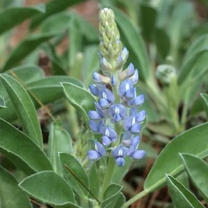 May include: A blue lupine flower spike with a pointed green bud at the top, featuring multiple small, delicate blue petals with white centers, surrounded by several smooth, oval-shaped green leaves on a central stem in a natural outdoor setting.