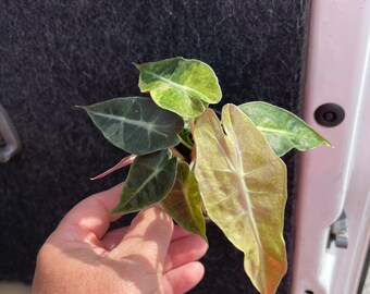 Alocasia Amazonica Aurea Splash Plant