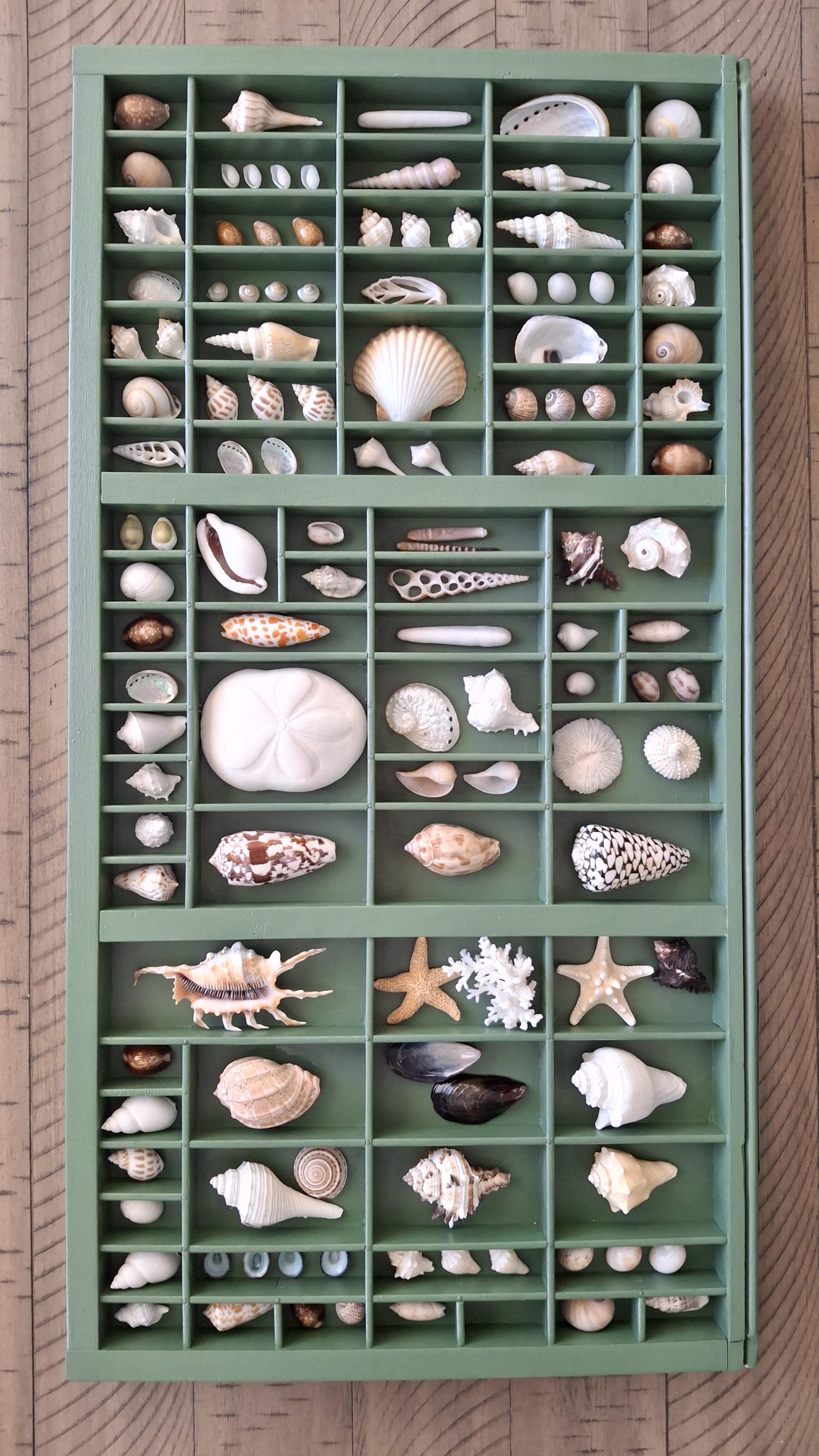 Seashell Collection Display – Coastal Decor, Vintage Wood Tray