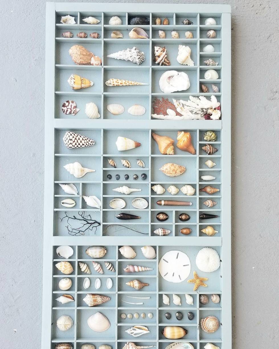 Seashell display case deals