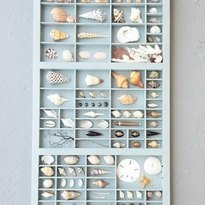 Printers Tray,   Seashell display Seashell Study  shells in Printers Tray vintage