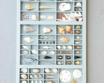 Seashell Collection Display – Coastal Decor, Vintage wood Tray for shells
