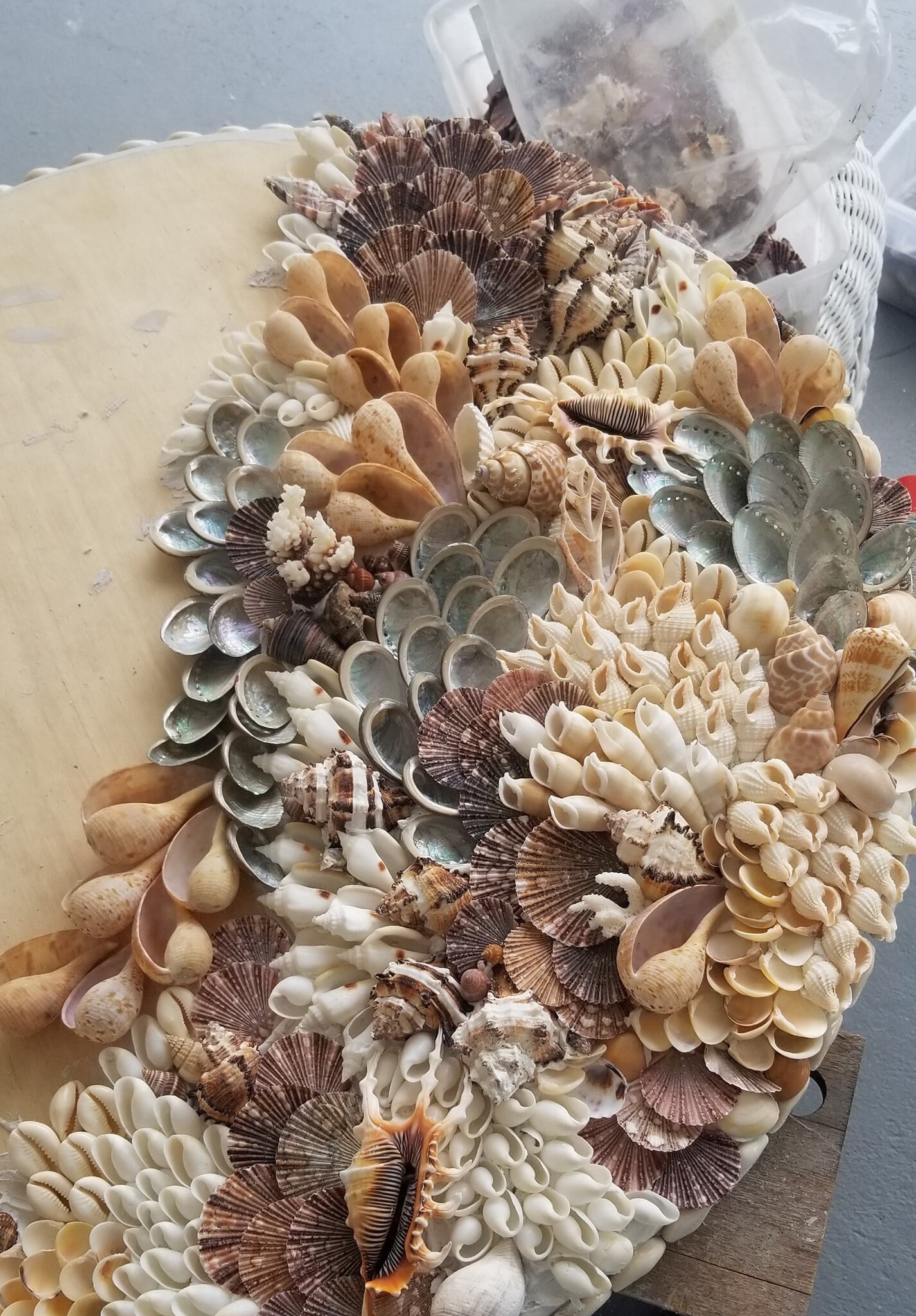 Sea Shell Wall Art Coastal Wall Art Home Decor Shell Art Etsy